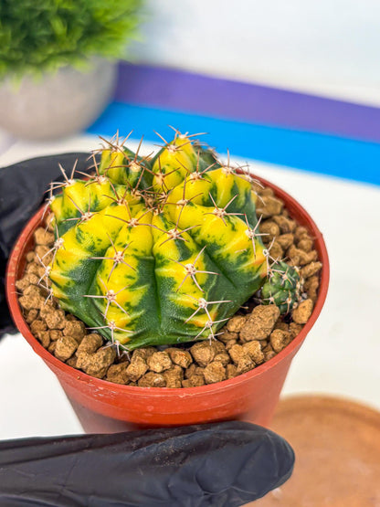 Gymnocalycium Sunflower (gy8) (r3) | Variegated cactus