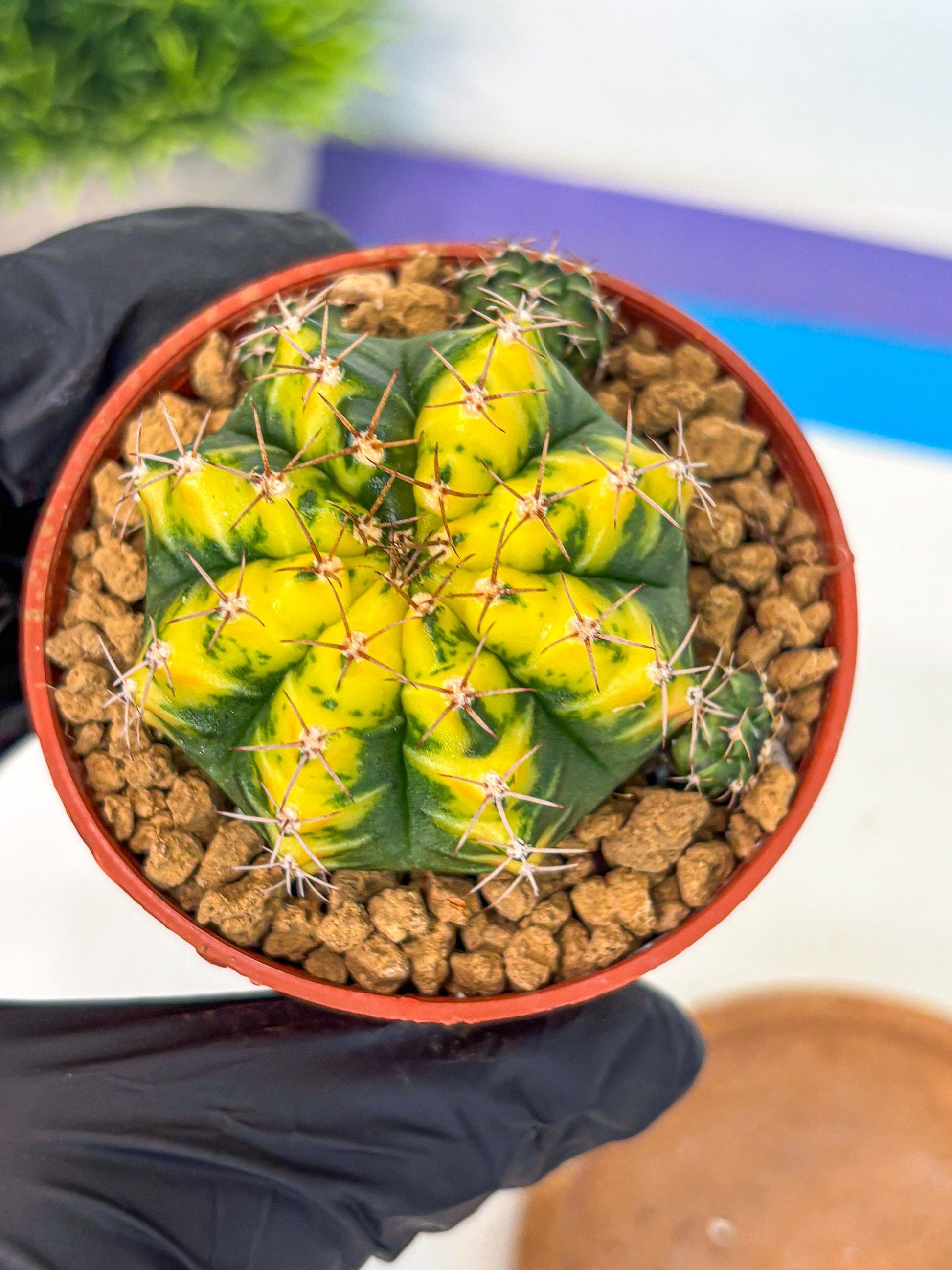 Gymnocalycium Sunflower (gy8) (r3) | Variegated cactus