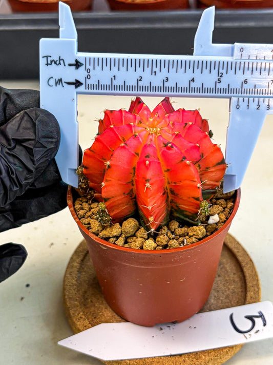 Gymnocalycium Mexican Cherry (gy8) (r5) | Special Hybrid cactus