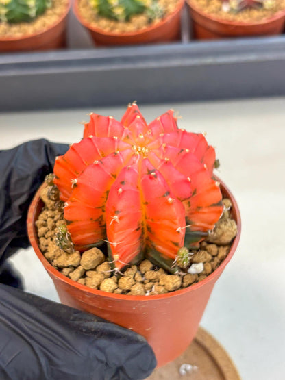 Gymnocalycium Mexican Cherry (gy8) (r5) | Special Hybrid cactus