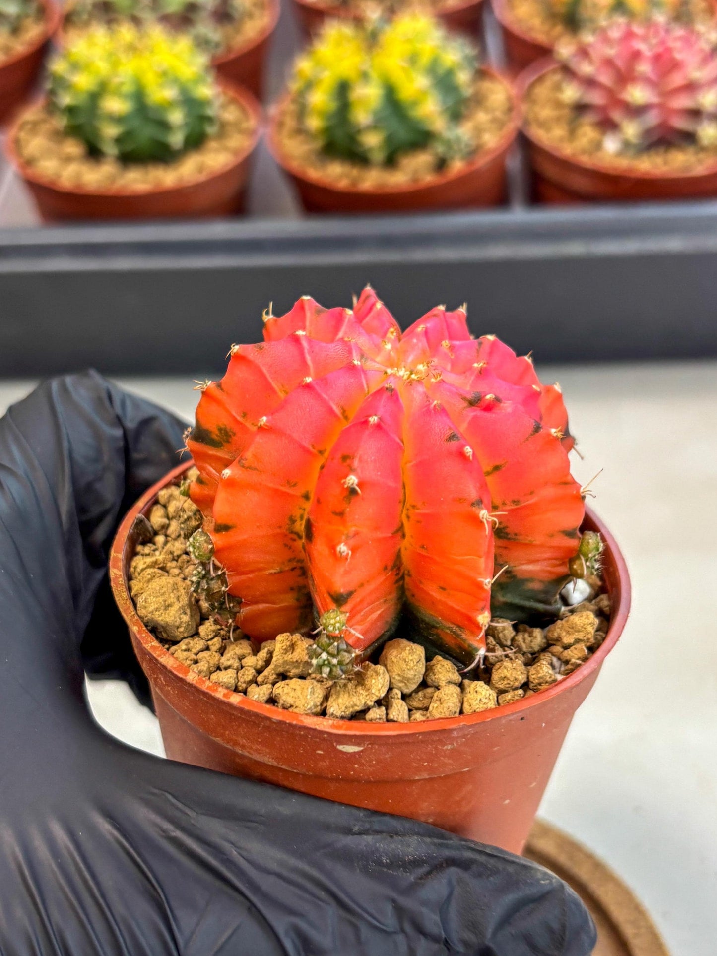 Gymnocalycium Mexican Cherry (gy8) (r5) | Special Hybrid cactus