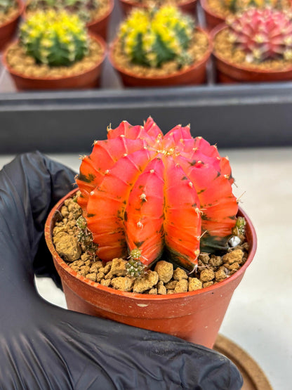 Gymnocalycium Mexican Cherry (gy8) (r5) | Special Hybrid cactus