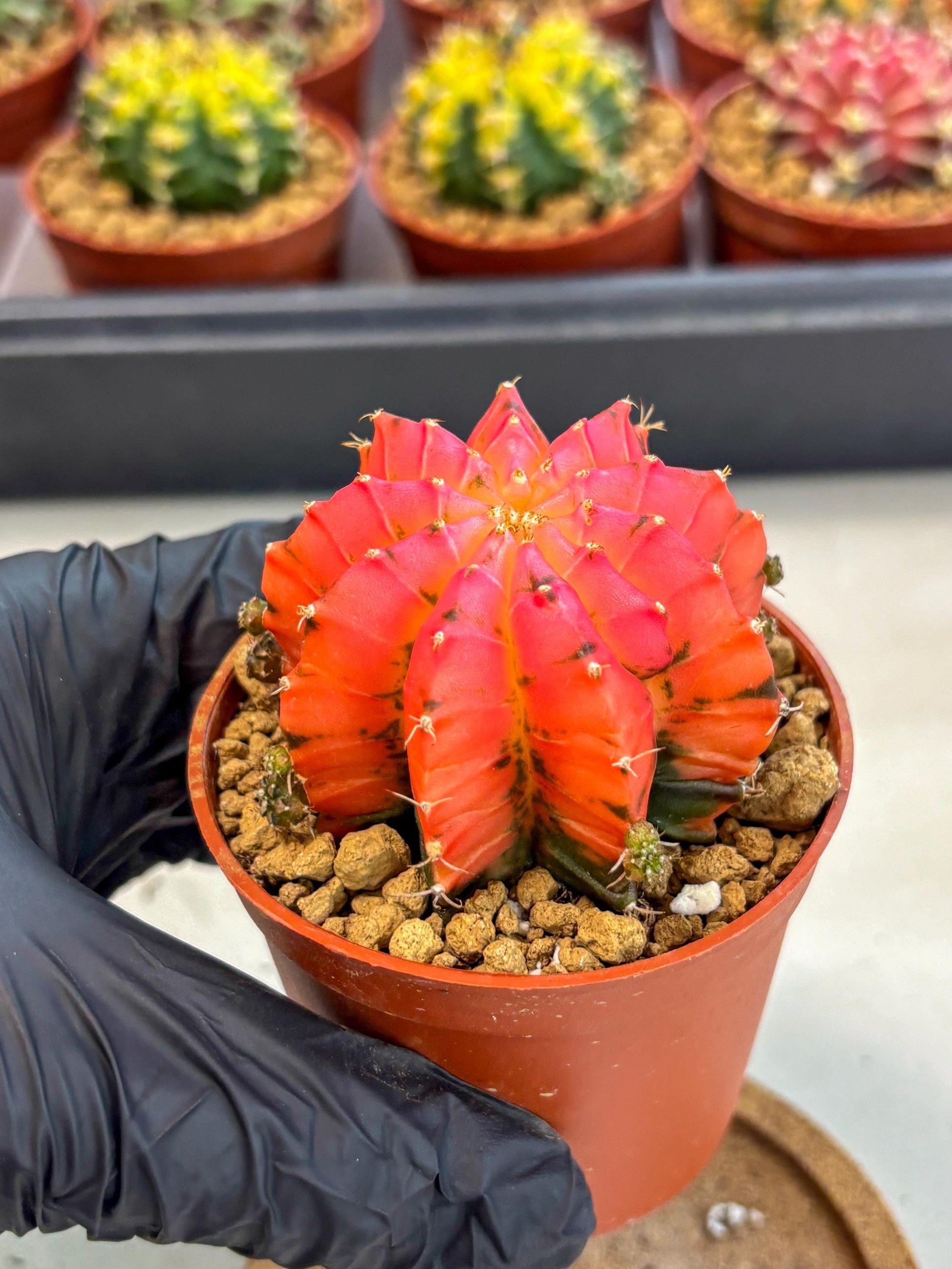 Gymnocalycium Mexican Cherry (gy8) (r5) | Special Hybrid cactus