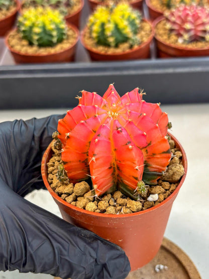 Gymnocalycium Mexican Cherry (gy8) (r5) | Special Hybrid cactus