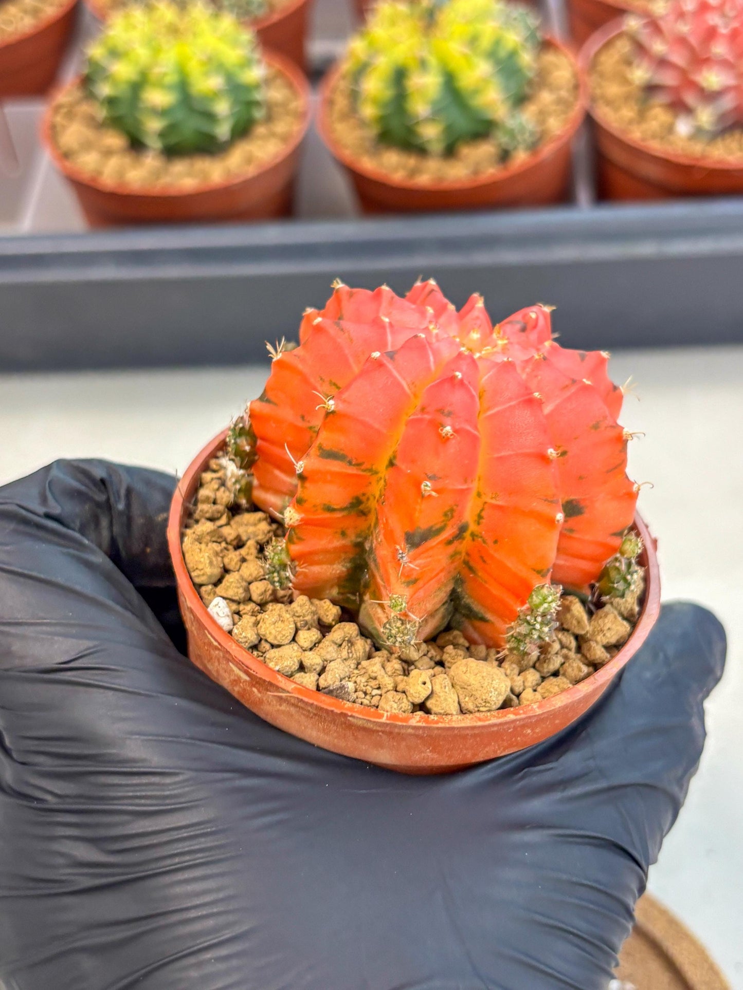Gymnocalycium Mexican Cherry (gy8) (r5) | Special Hybrid cactus
