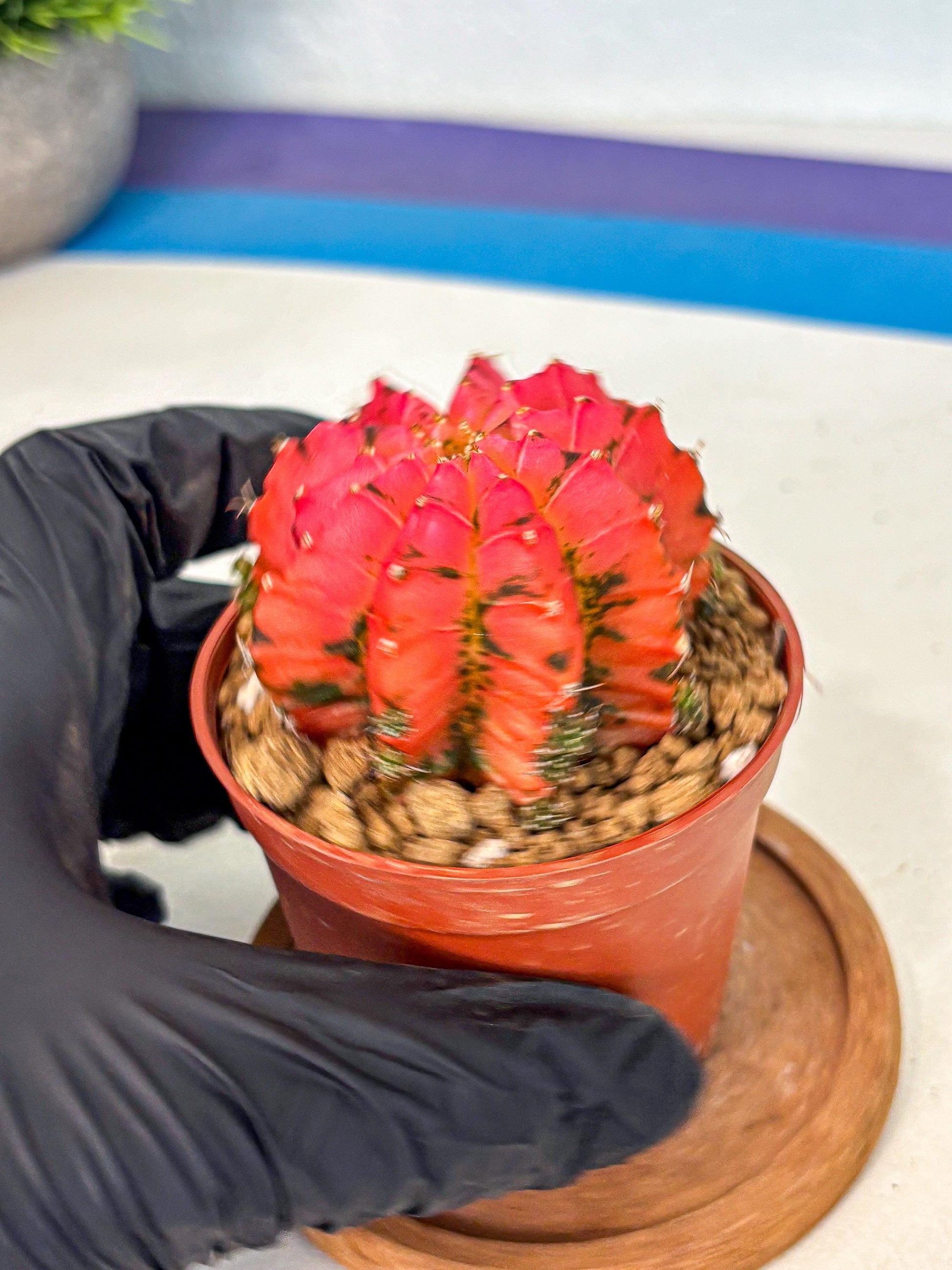 Gymnocalycium Mexican Cherry (gy8) (r5) | Special Hybrid cactus