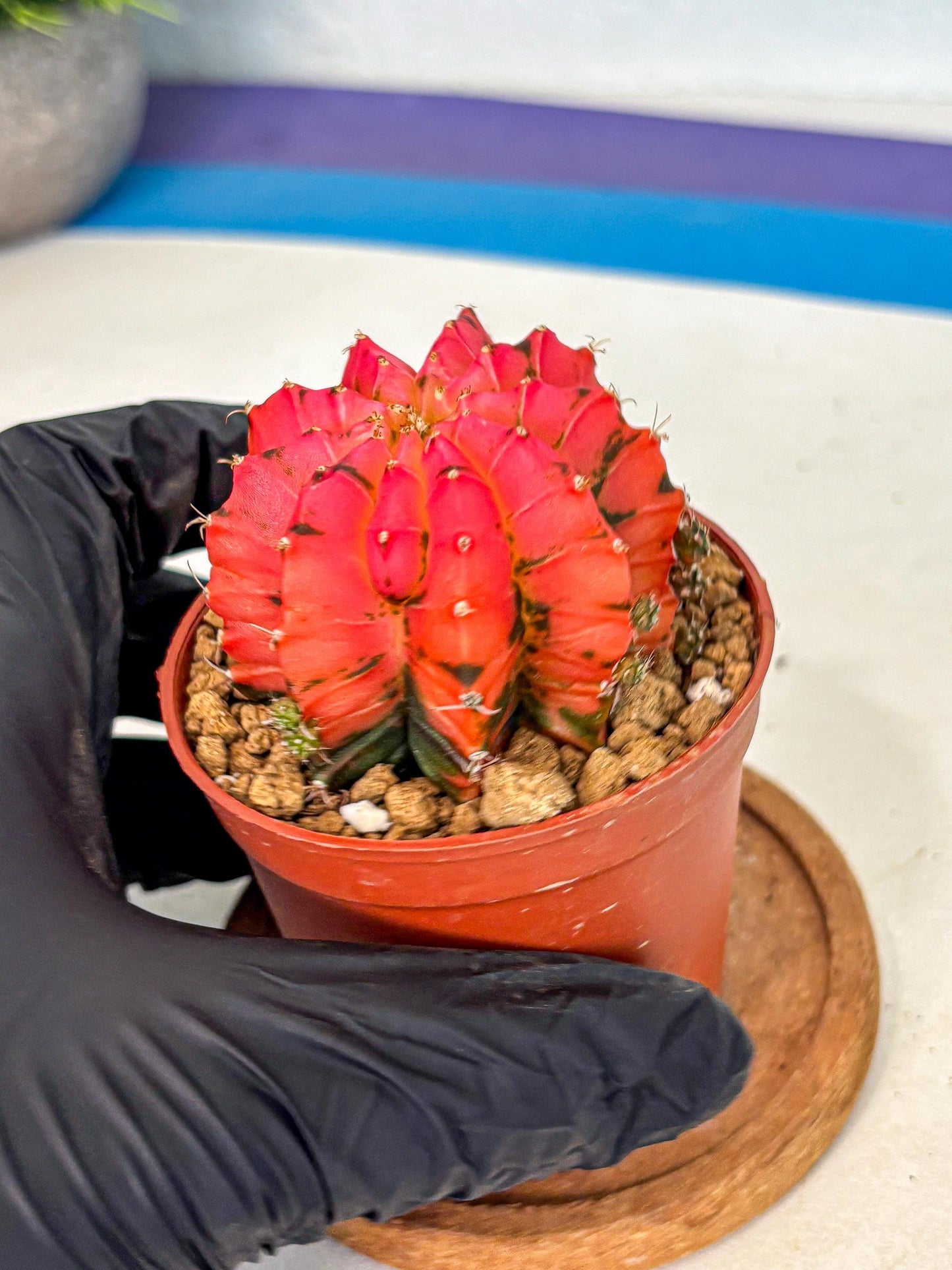 Gymnocalycium Mexican Cherry (gy8) (r5) | Special Hybrid cactus