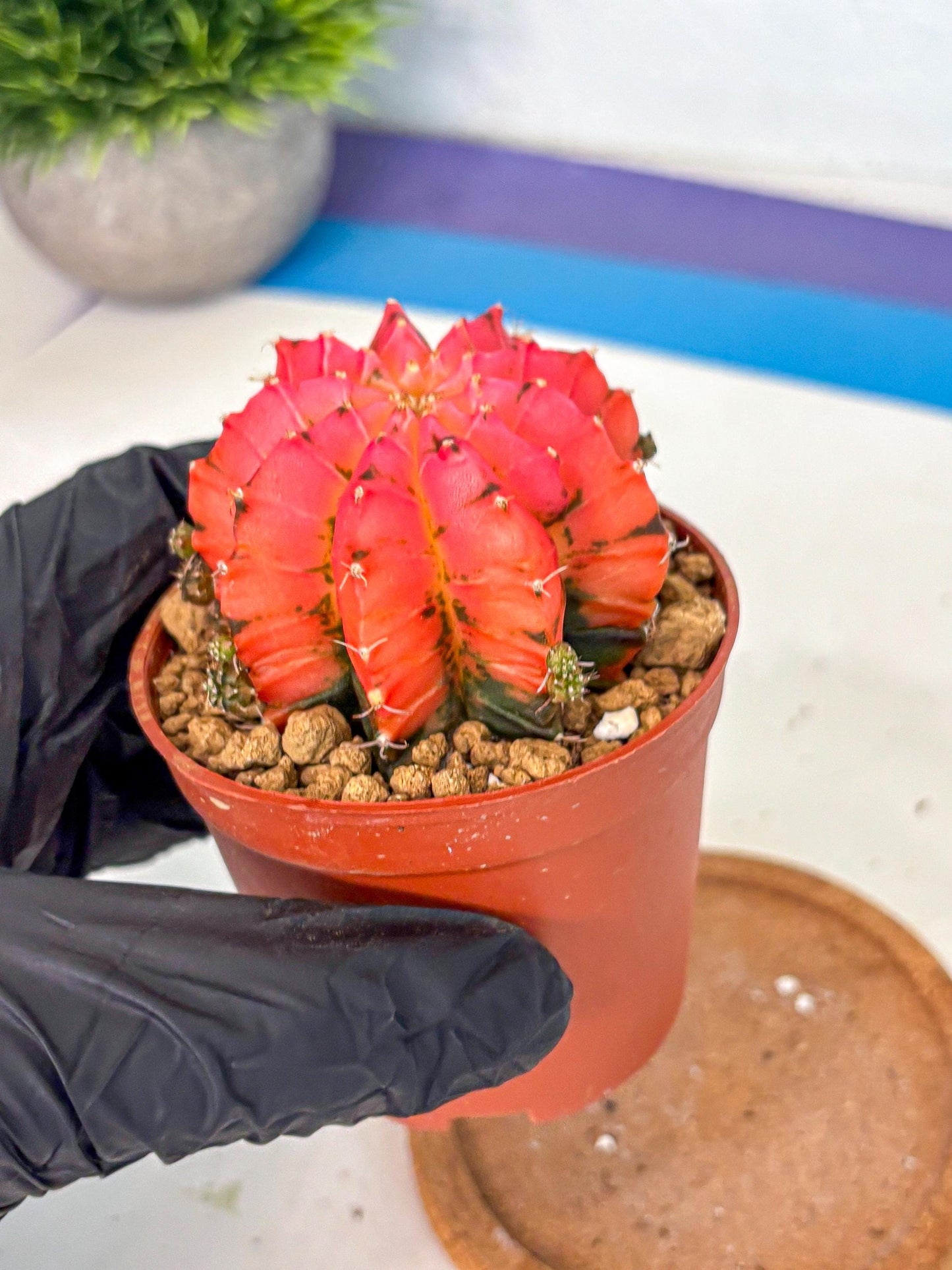 Gymnocalycium Mexican Cherry (gy8) (r5) | Special Hybrid cactus