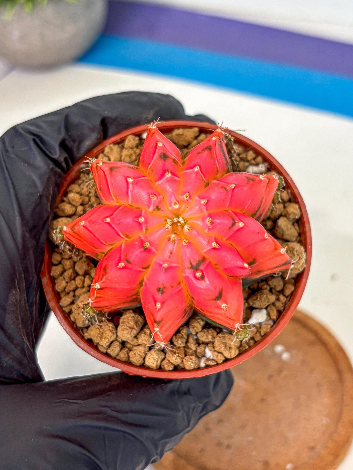 Gymnocalycium Mexican Cherry (gy8) (r5) | Special Hybrid cactus