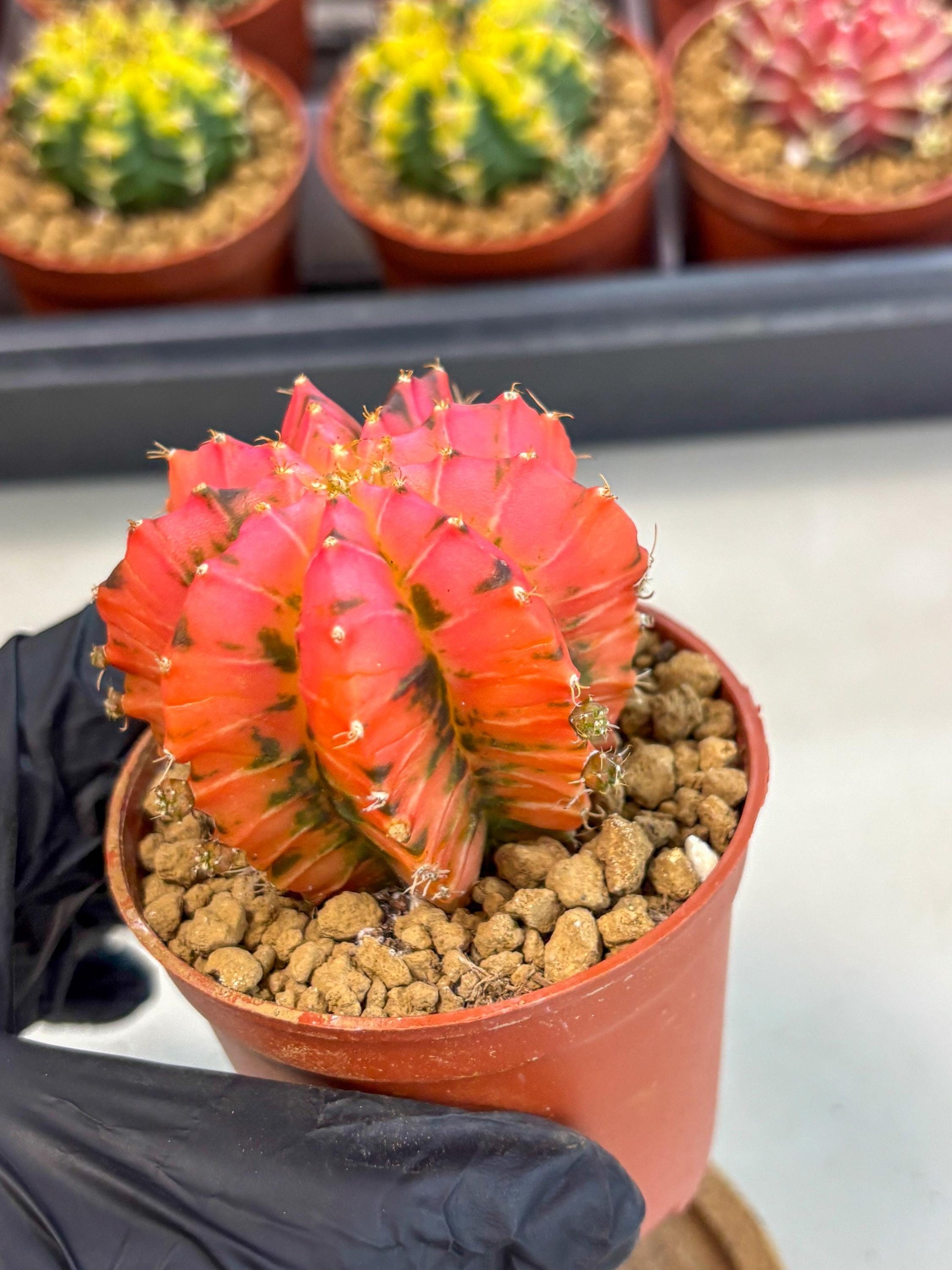 Gymnocalycium Mexican Cherry (gy8) (r6) | Special Hybrid cactus