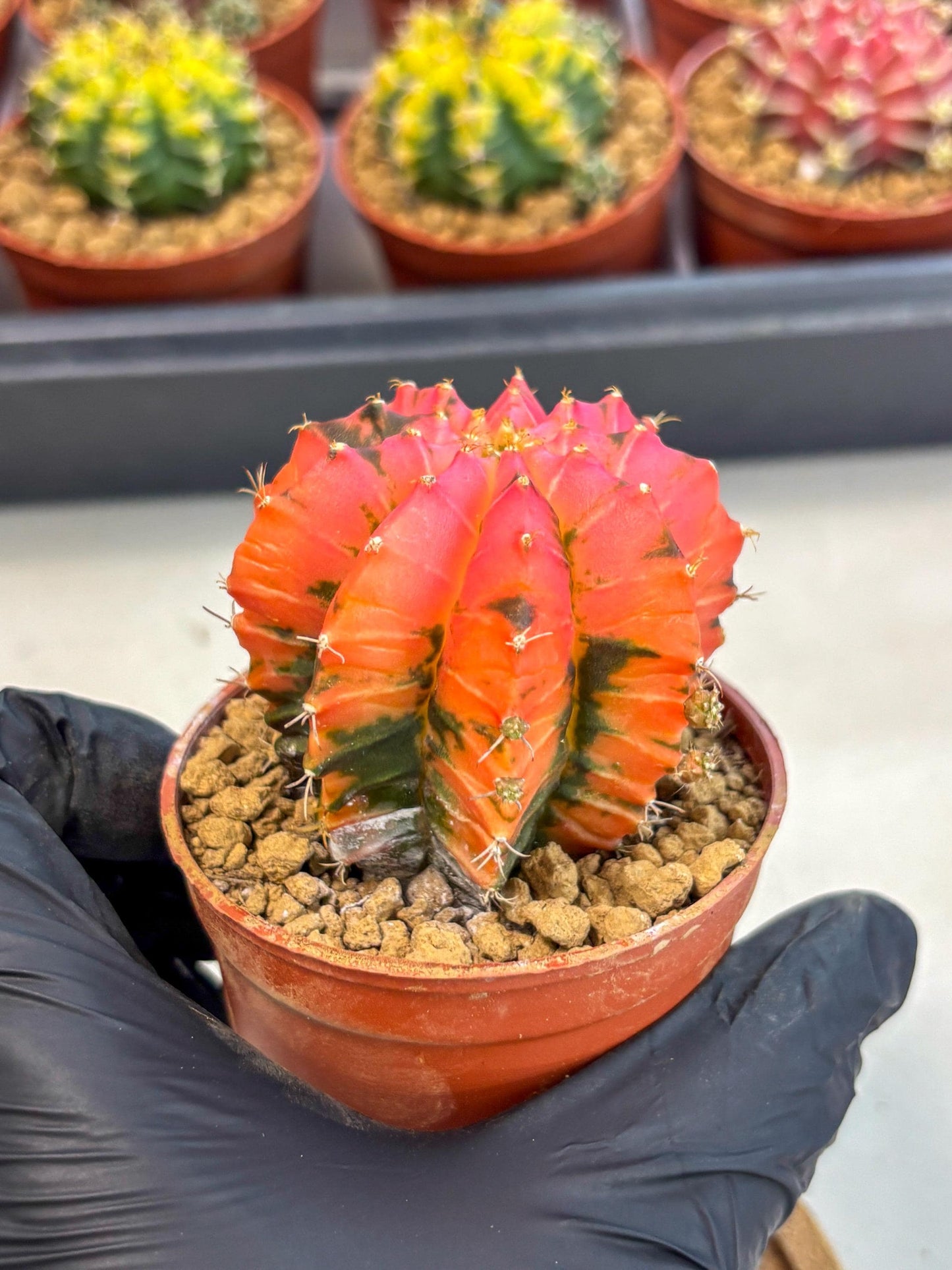Gymnocalycium Mexican Cherry (gy8) (r6) | Special Hybrid cactus