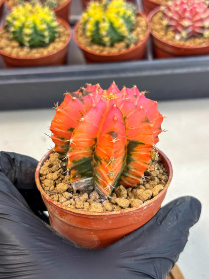 Gymnocalycium Mexican Cherry (gy8) (r6) | Special Hybrid cactus