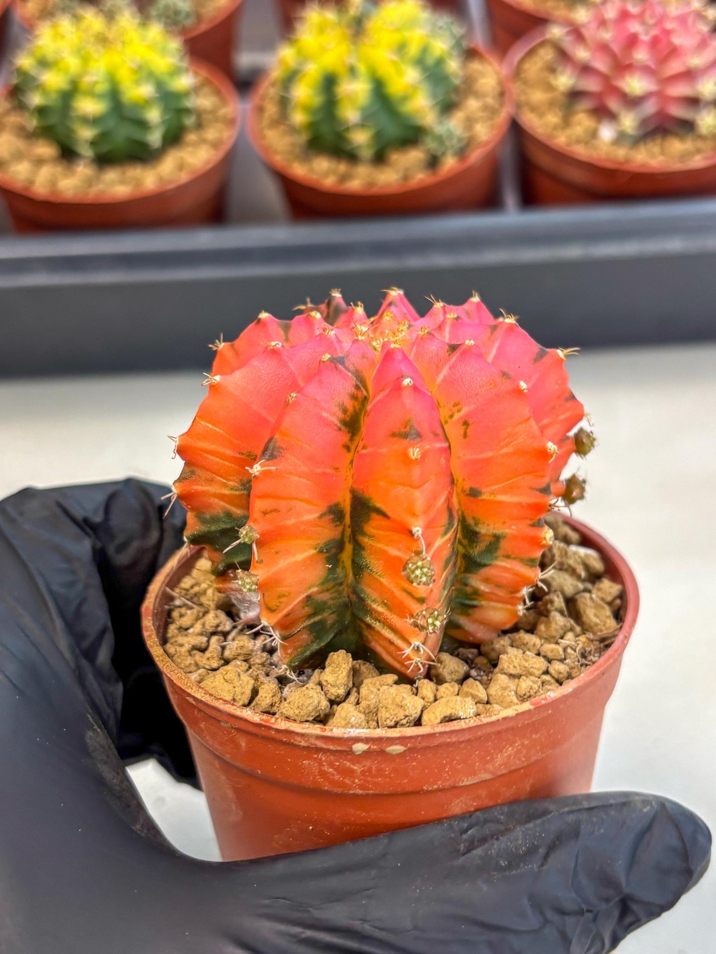 Gymnocalycium Mexican Cherry (gy8) (r6) | Special Hybrid cactus
