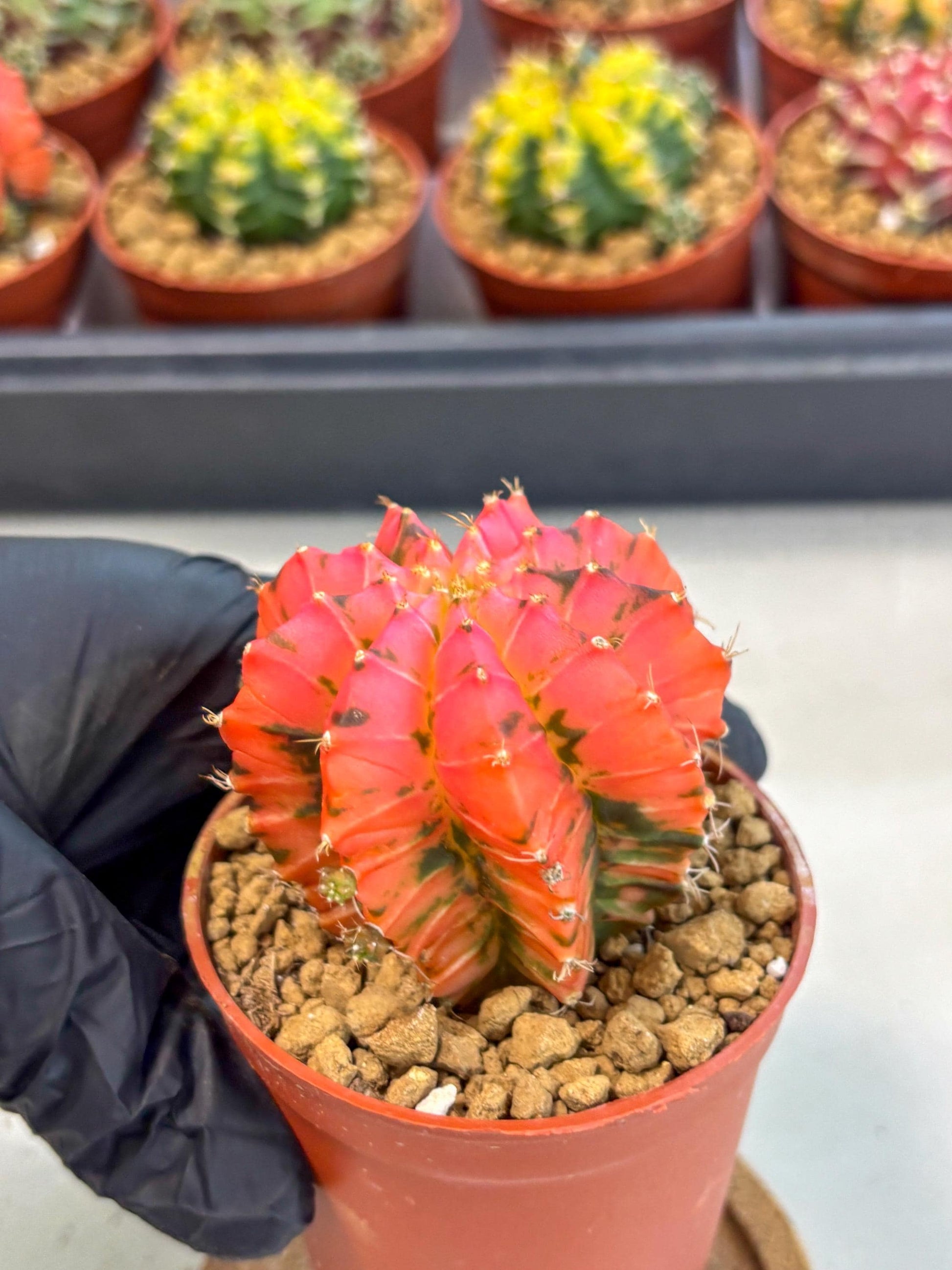 Gymnocalycium Mexican Cherry (gy8) (r6) | Special Hybrid cactus