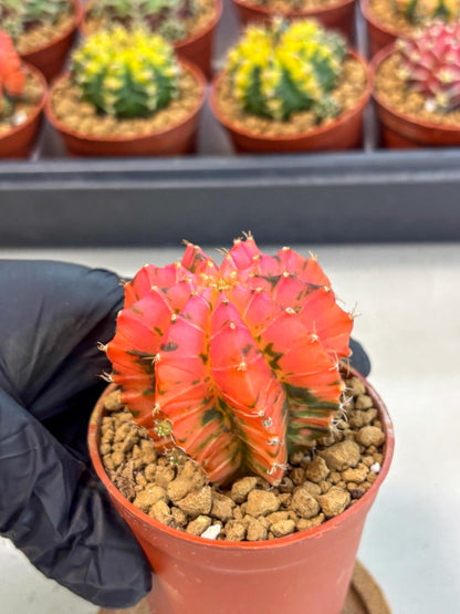 Gymnocalycium Mexican Cherry (gy8) (r6) | Special Hybrid cactus