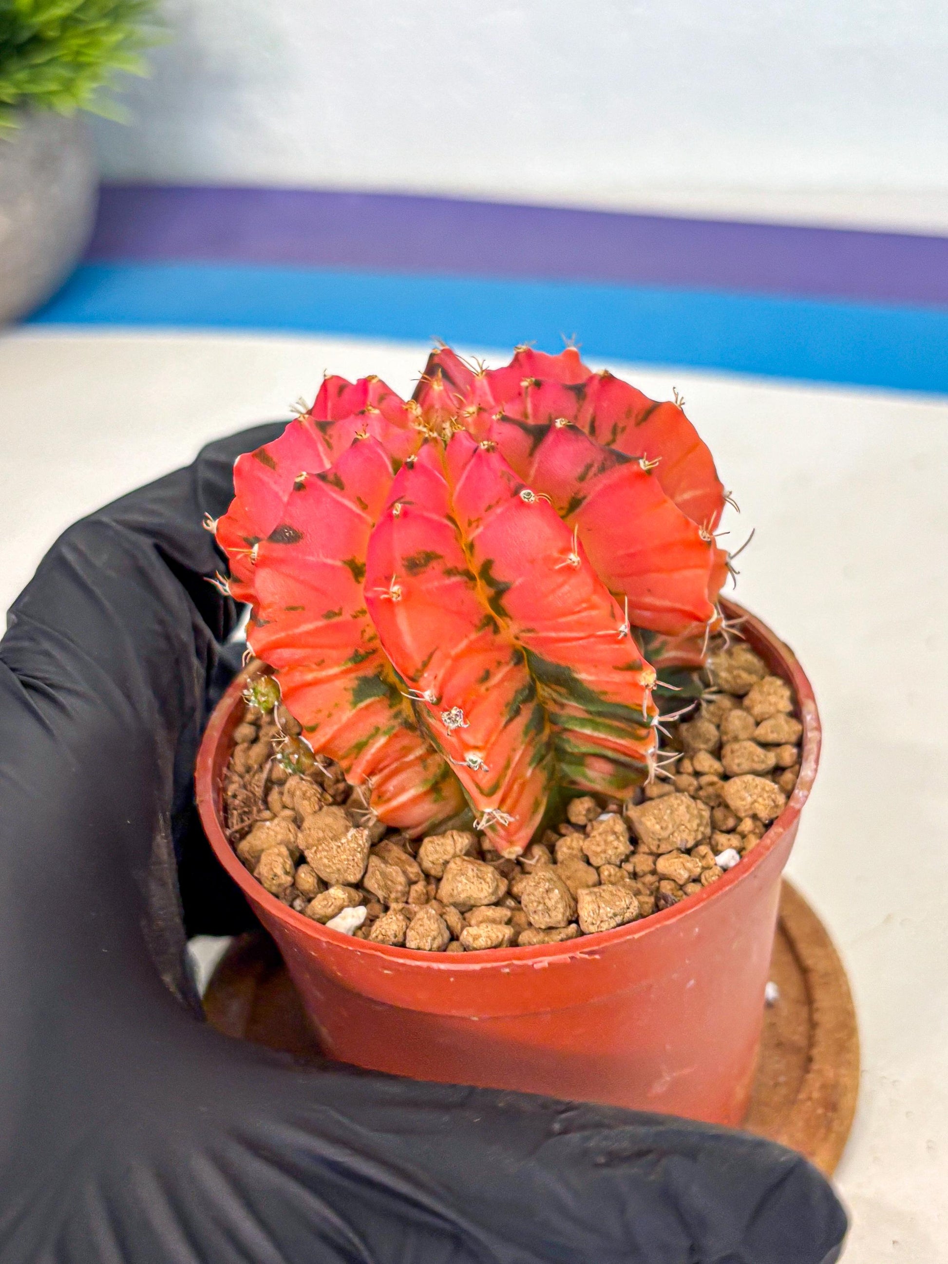 Gymnocalycium Mexican Cherry (gy8) (r6) | Special Hybrid cactus