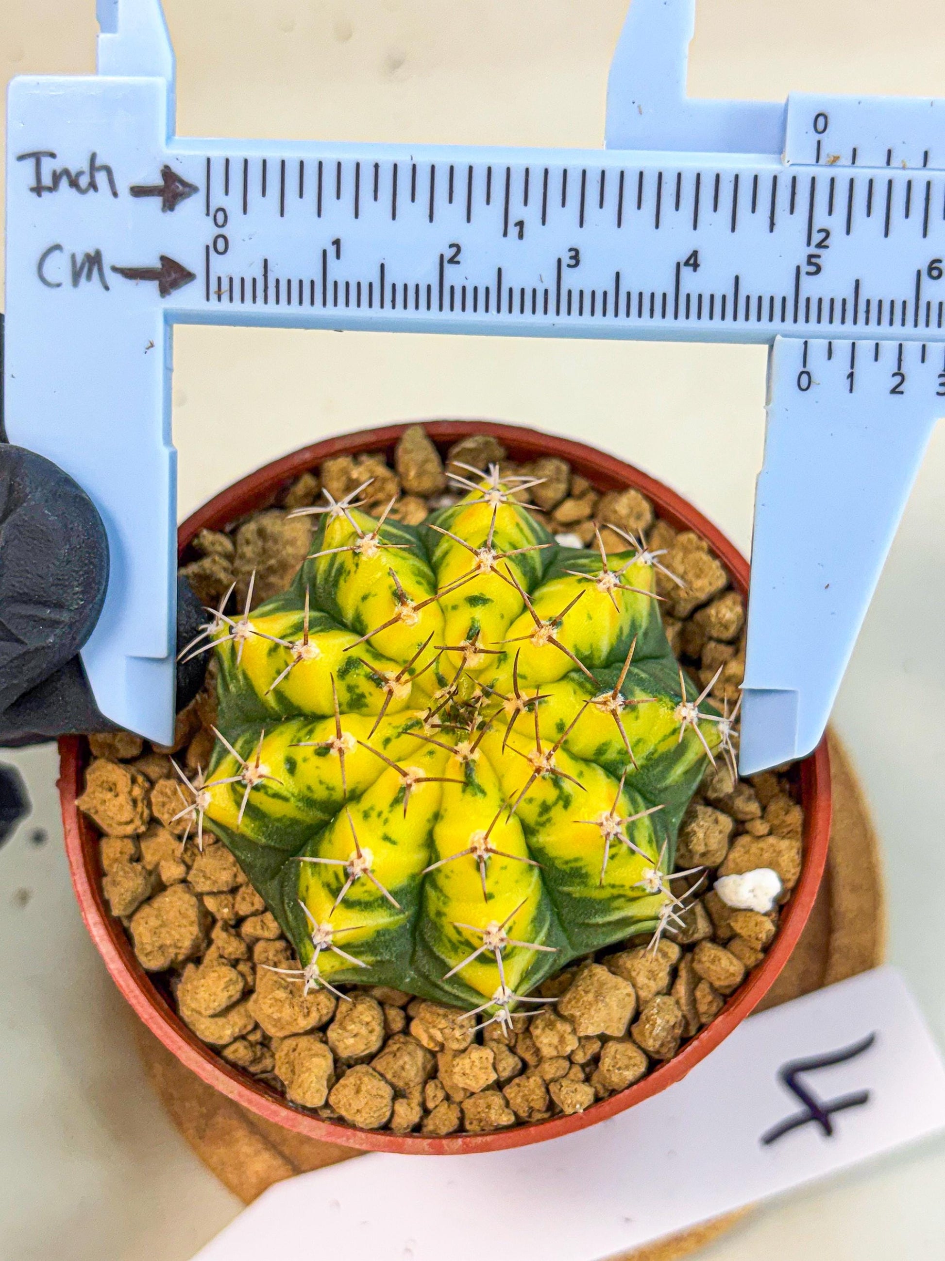 Gymnocalycium Sunflower (gy8) (r4) | Variegated cactus