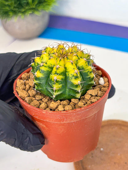 Gymnocalycium Sunflower (gy8) (r4) | Variegated cactus