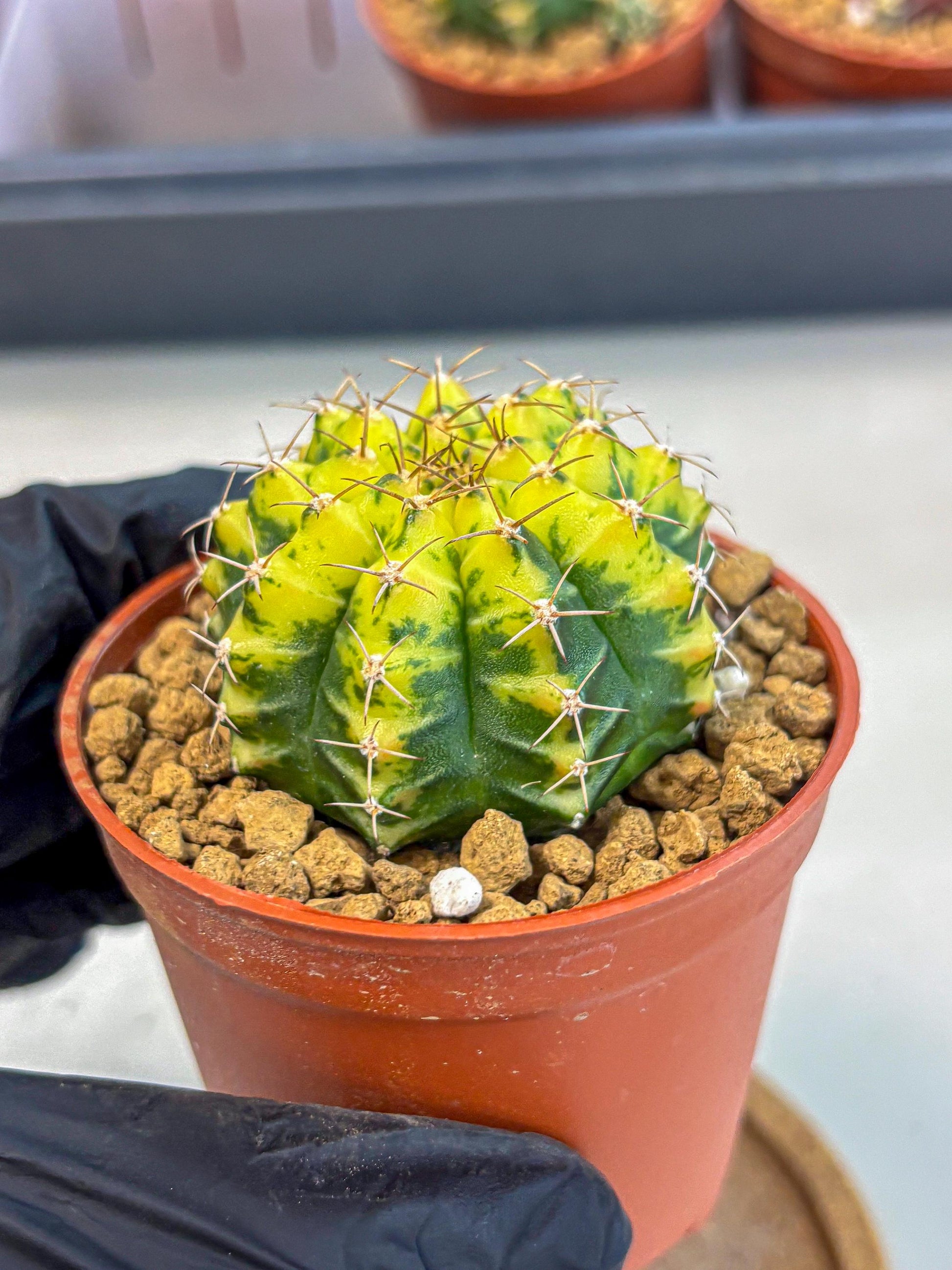Gymnocalycium Sunflower (gy8) (r4) | Variegated cactus