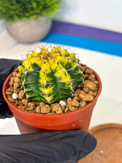 Gymnocalycium Sunflower (gy8) (r4) | Variegated cactus
