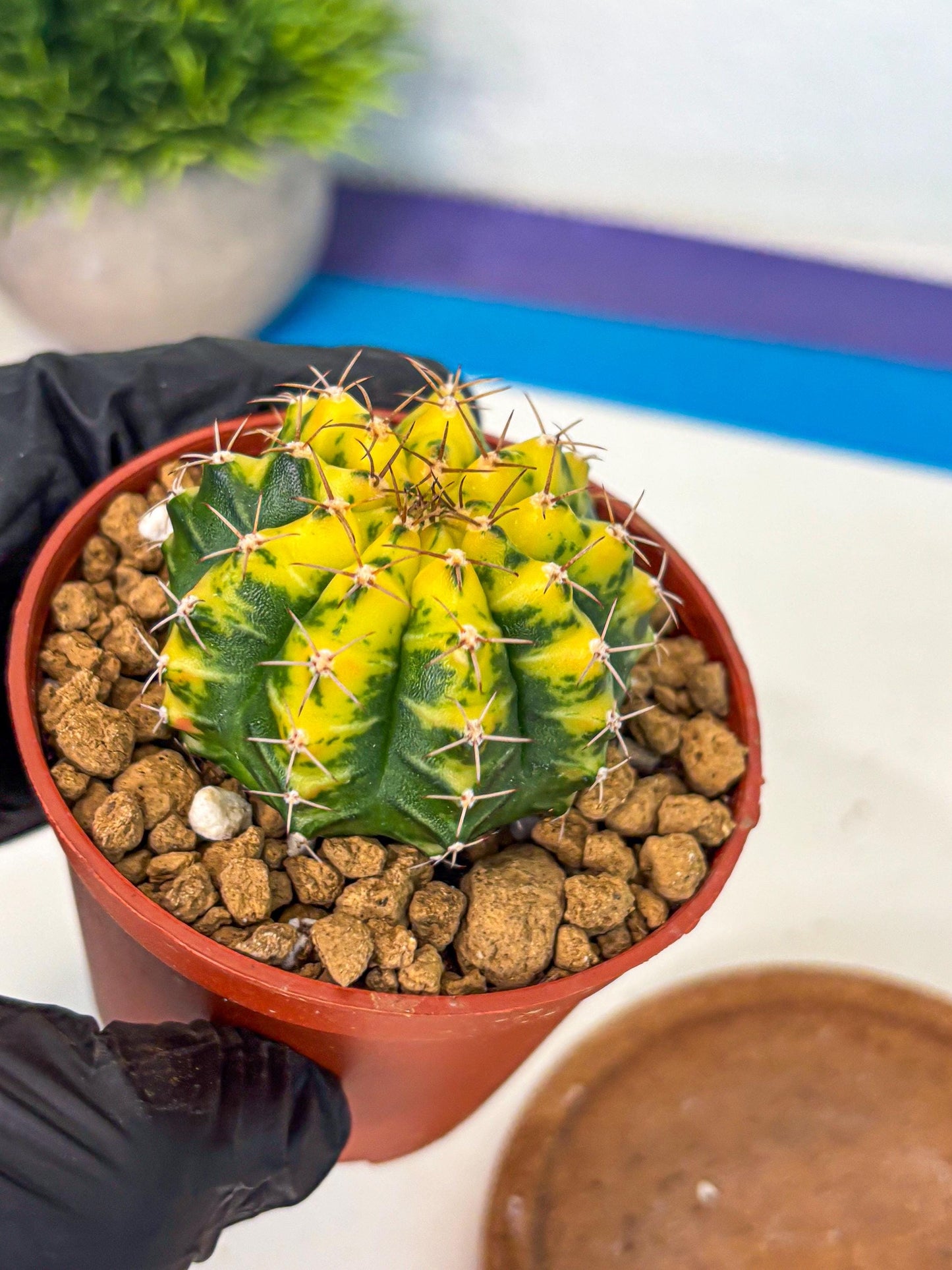 Gymnocalycium Sunflower (gy8) (r4) | Variegated cactus