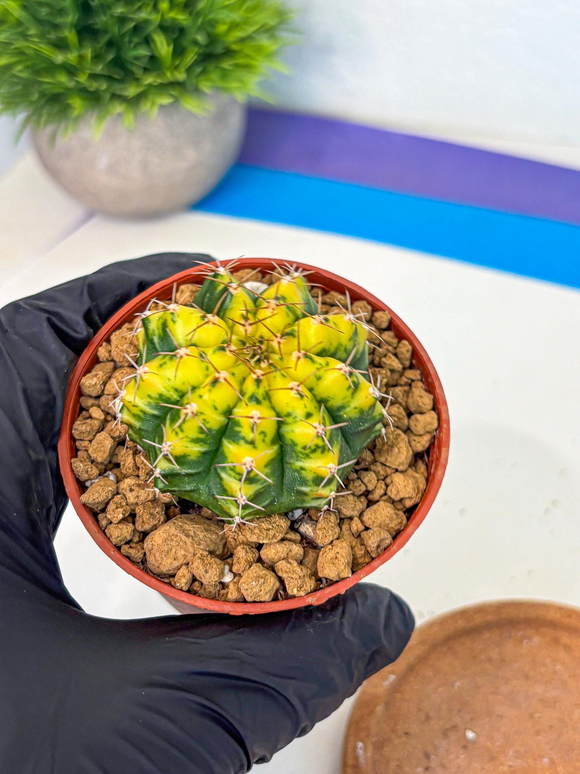 Gymnocalycium Sunflower (gy8) (r4) | Variegated cactus
