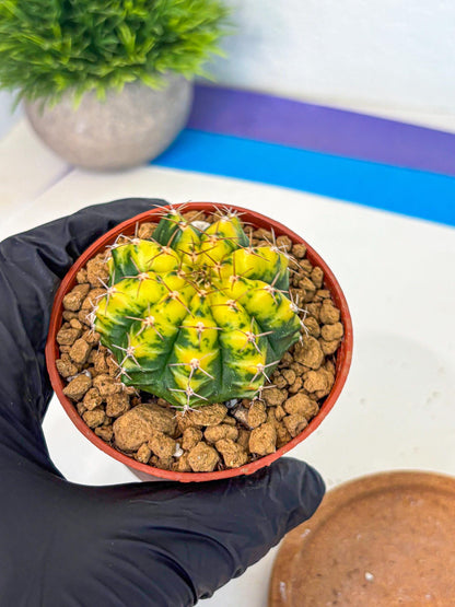 Gymnocalycium Sunflower (gy8) (r4) | Variegated cactus