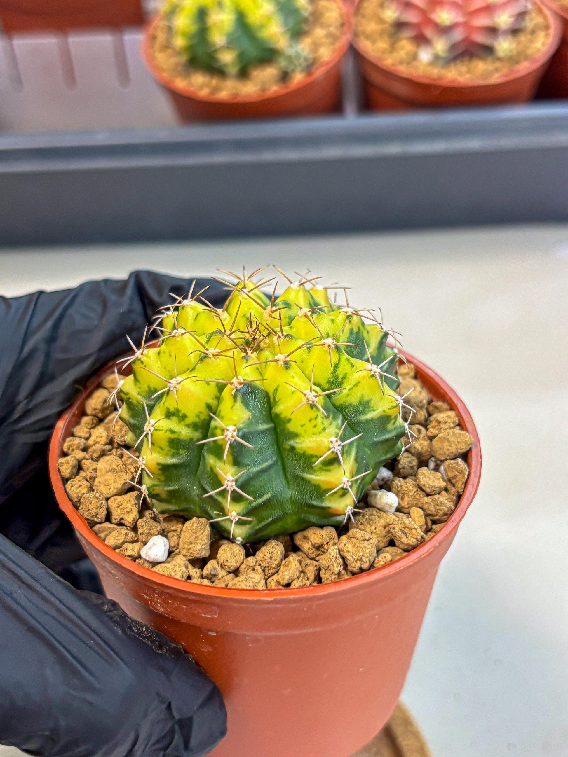 Gymnocalycium Sunflower (gy8) (r4) | Variegated cactus