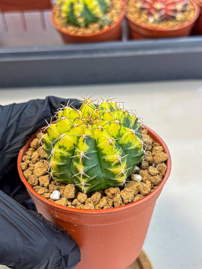 Gymnocalycium Sunflower (gy8) (r4) | Variegated cactus