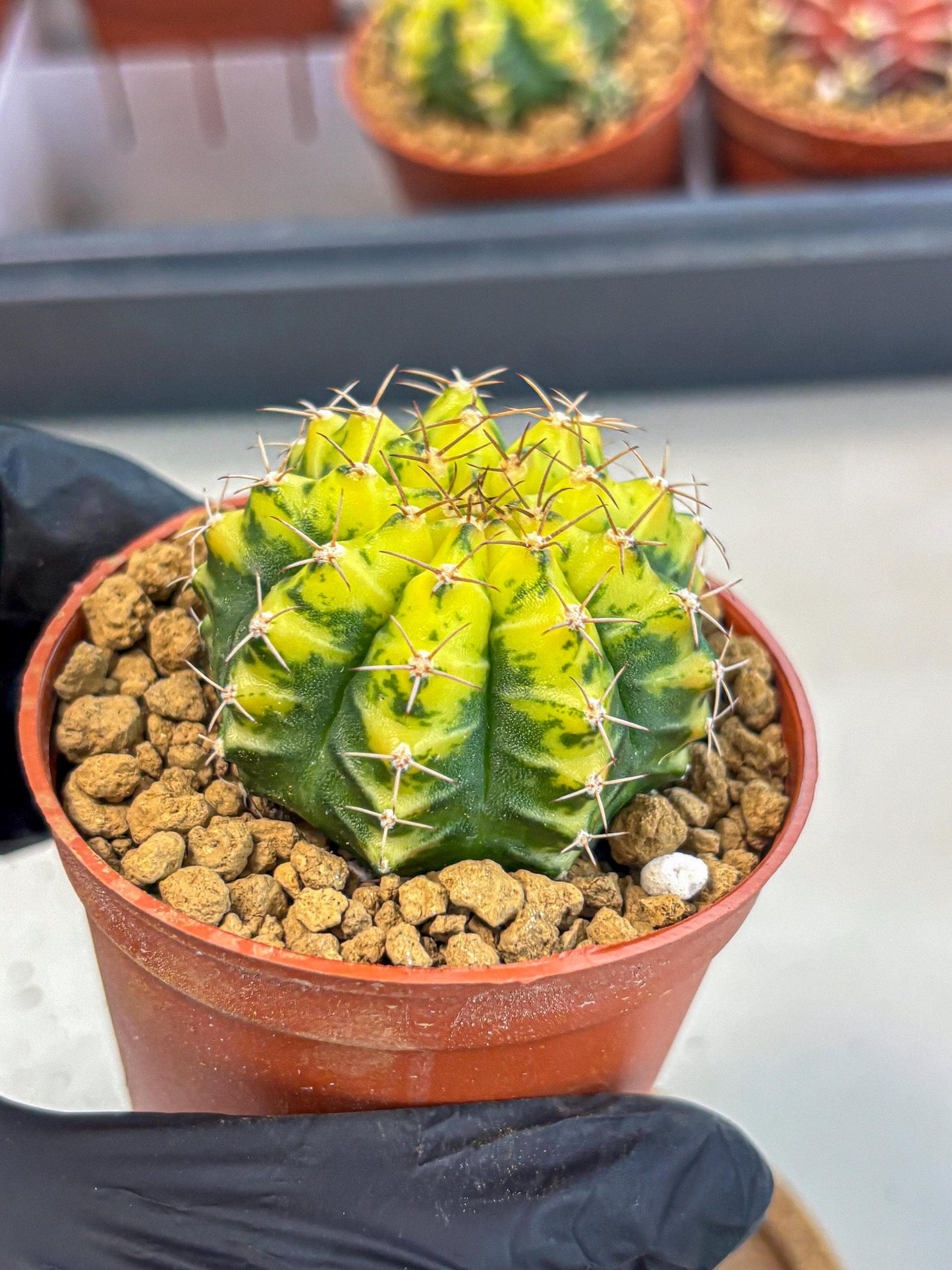 Gymnocalycium Sunflower (gy8) (r4) | Variegated cactus