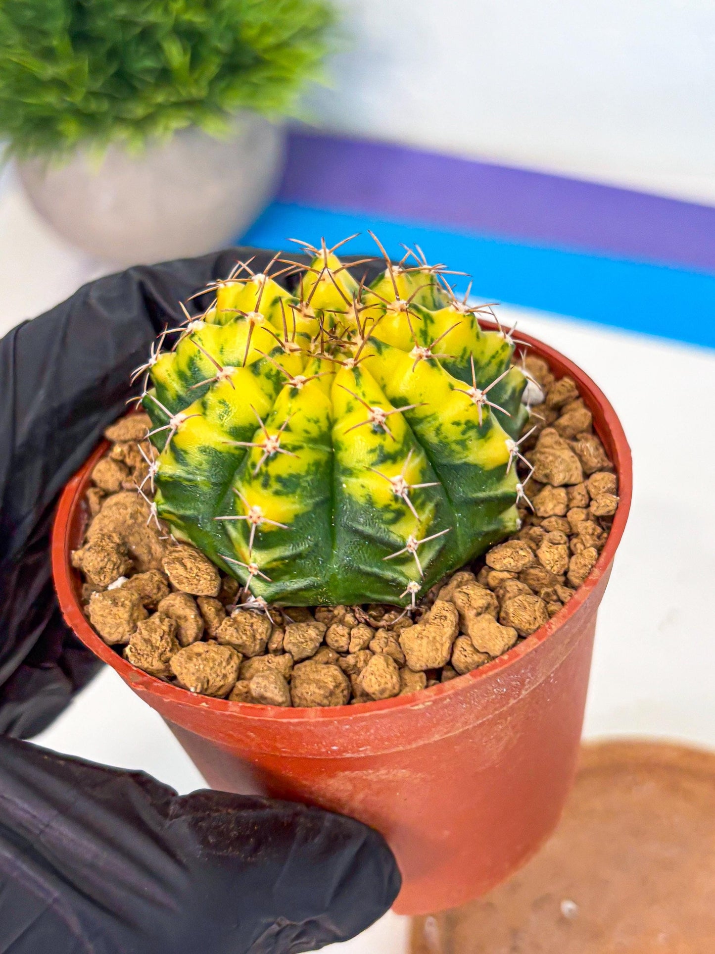 Gymnocalycium Sunflower (gy8) (r4) | Variegated cactus