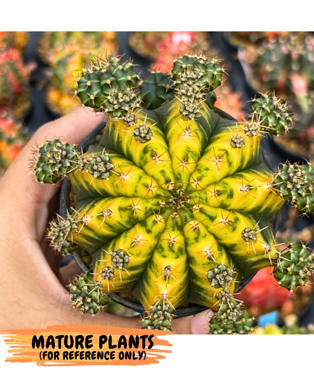 Gymnocalycium Sunflower (gy8) (r4) | Variegated cactus