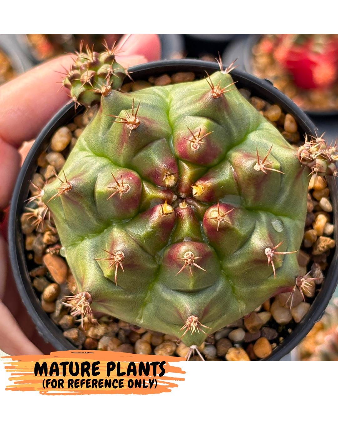 Gymnocalycium Sweet Green (gy8) (p4) | Variegated cactus