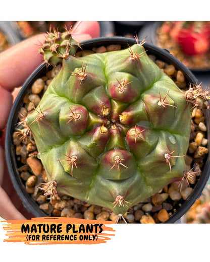 Gymnocalycium Sweet Green (gy8) (p5) | Variegated cactus