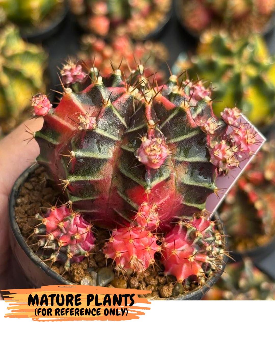 Gymnocalycium Garnet (gy5) (14) | Variegated cactus