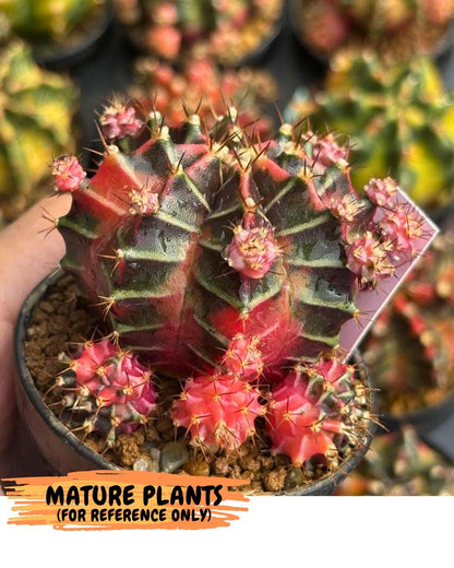 Gymnocalycium Garnet (gy5) (14) | Variegated cactus