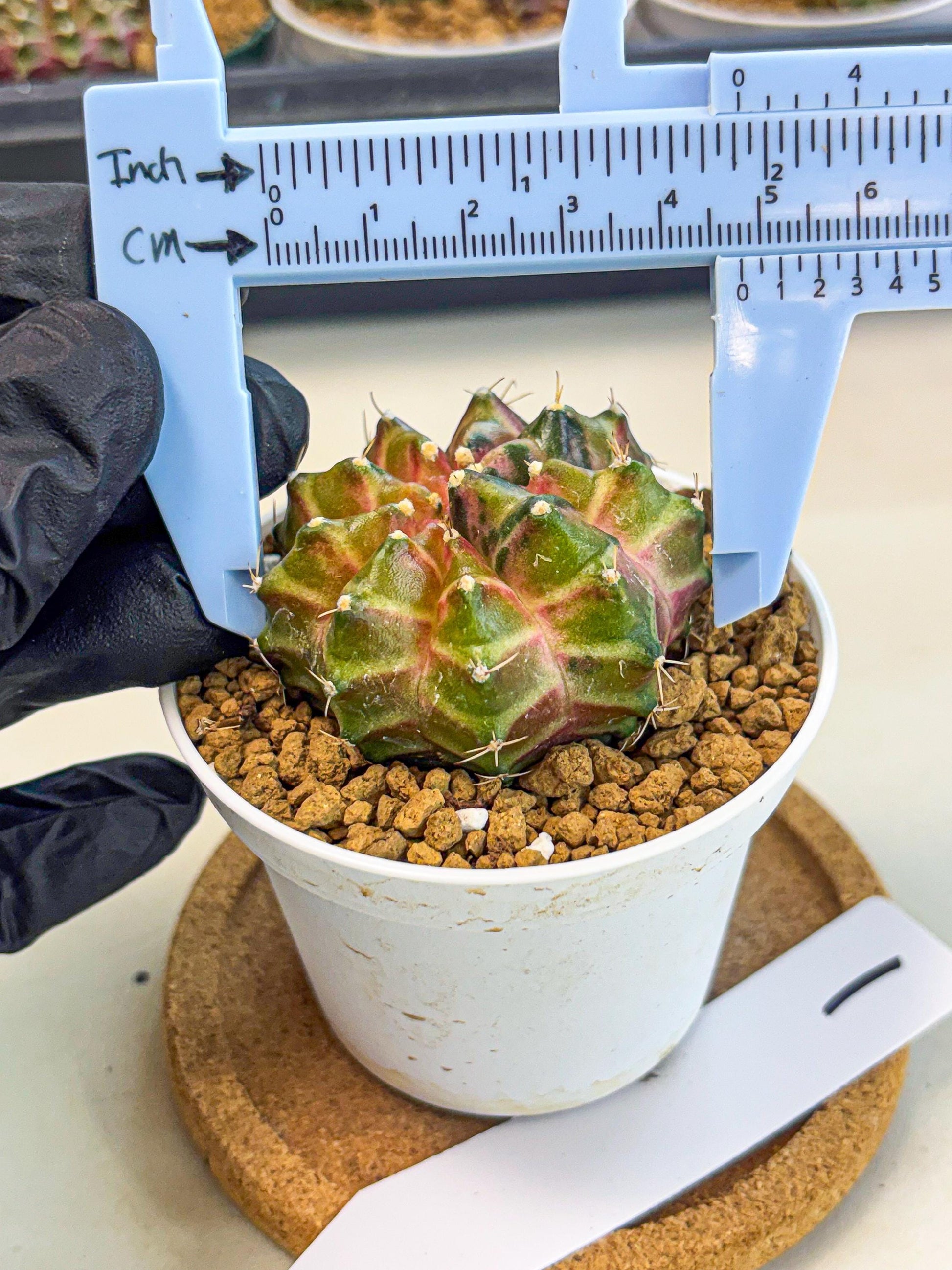Gymnocalycium Neon (gy13) (p1) | Rare Cactus