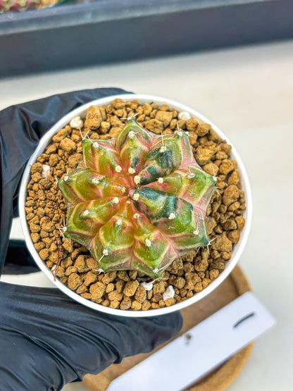 Gymnocalycium Neon (gy13) (p1) | Rare Cactus