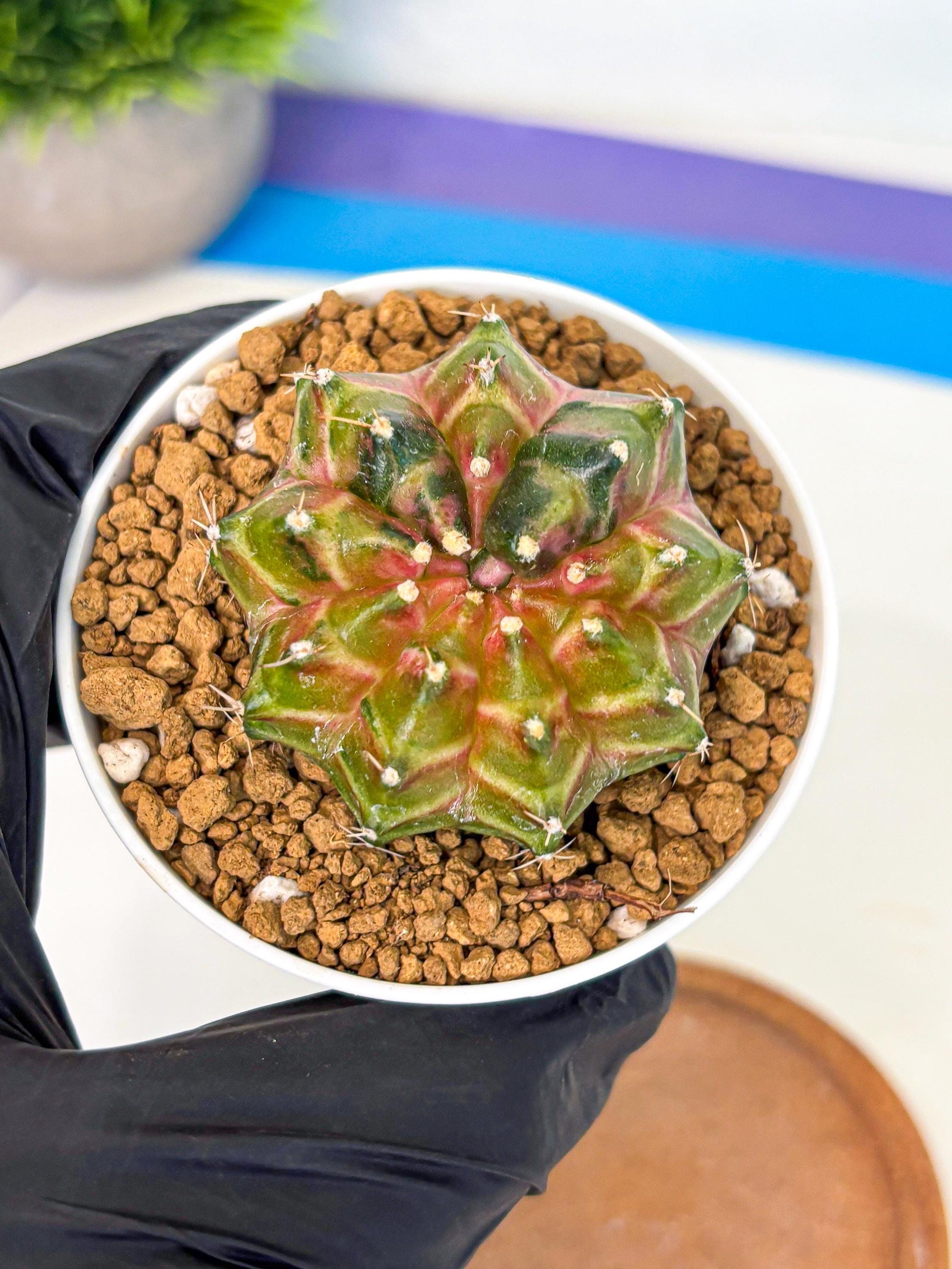 Gymnocalycium Neon (gy13) (p1) | Rare Cactus