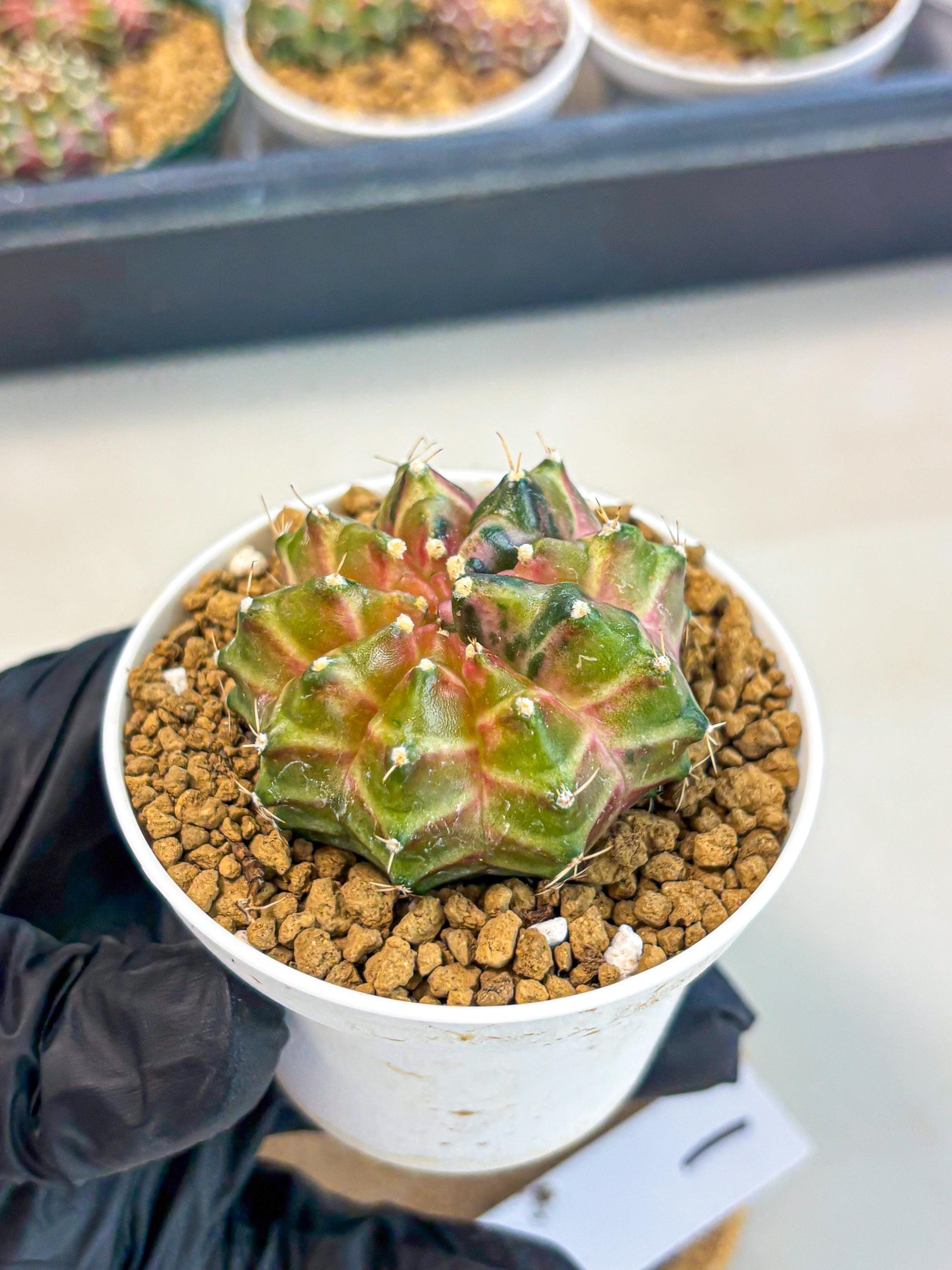 Gymnocalycium Neon (gy13) (p1) | Rare Cactus