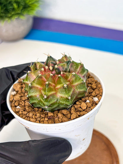 Gymnocalycium Neon (gy13) (p1) | Rare Cactus