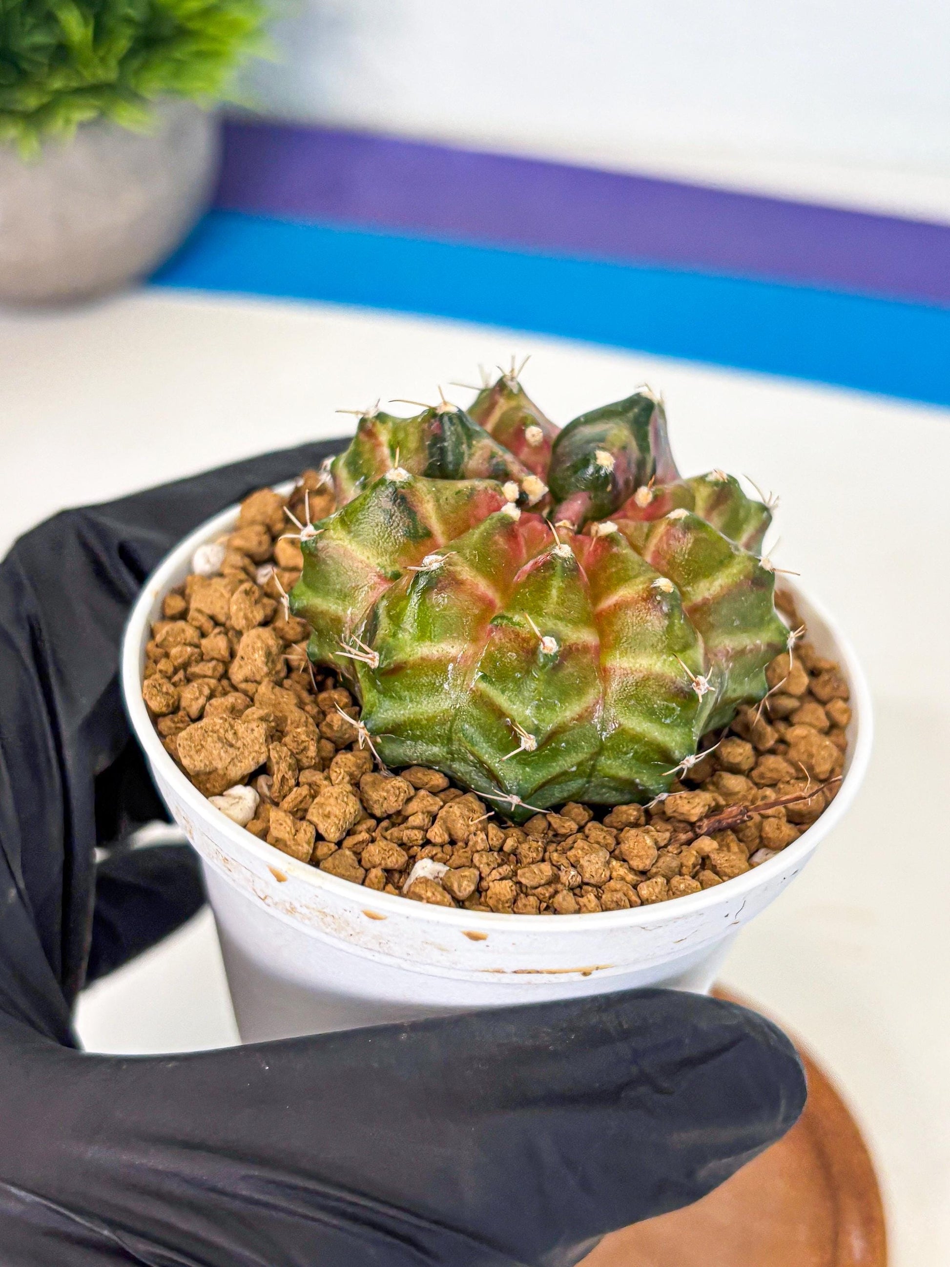 Gymnocalycium Neon (gy13) (p1) | Rare Cactus