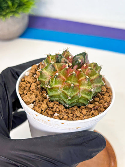 Gymnocalycium Neon (gy13) (p1) | Rare Cactus