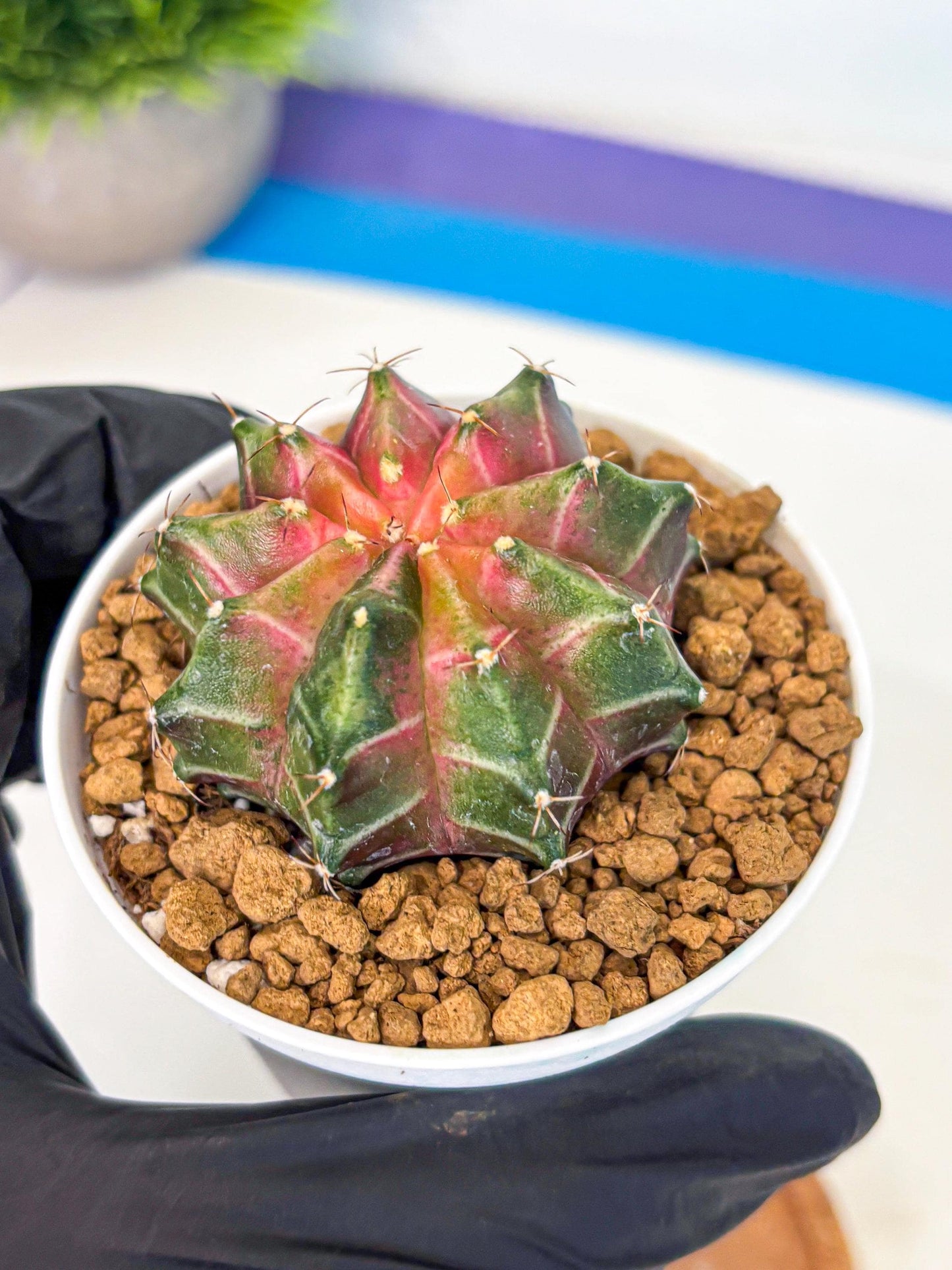 Gymnocalycium Neon (gy13) (p2) | Rare Cactus