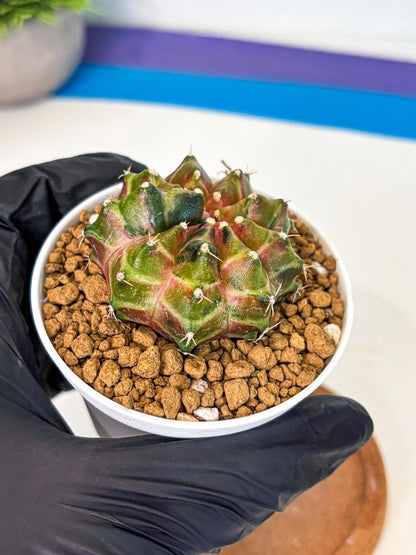 Gymnocalycium Neon (gy13) (p1) | Rare Cactus