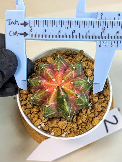 Gymnocalycium Neon (gy13) (p2) | Rare Cactus