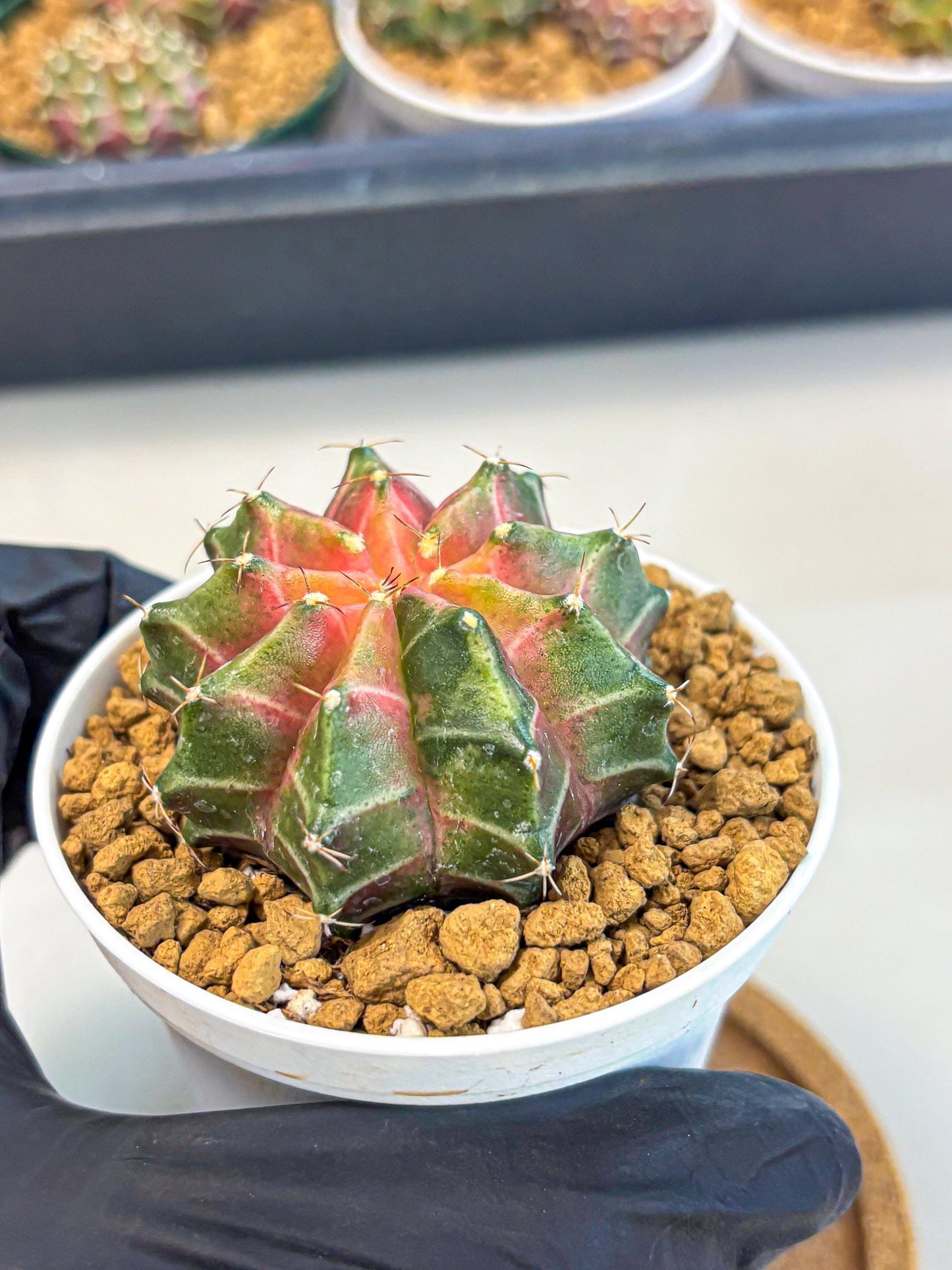 Gymnocalycium Neon (gy13) (p2) | Rare Cactus
