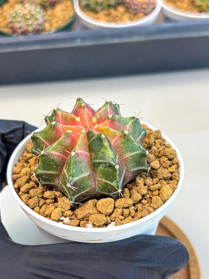 Gymnocalycium Neon (gy13) (p2) | Rare Cactus