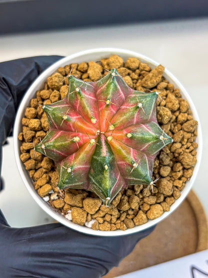 Gymnocalycium Neon (gy13) (p2) | Rare Cactus