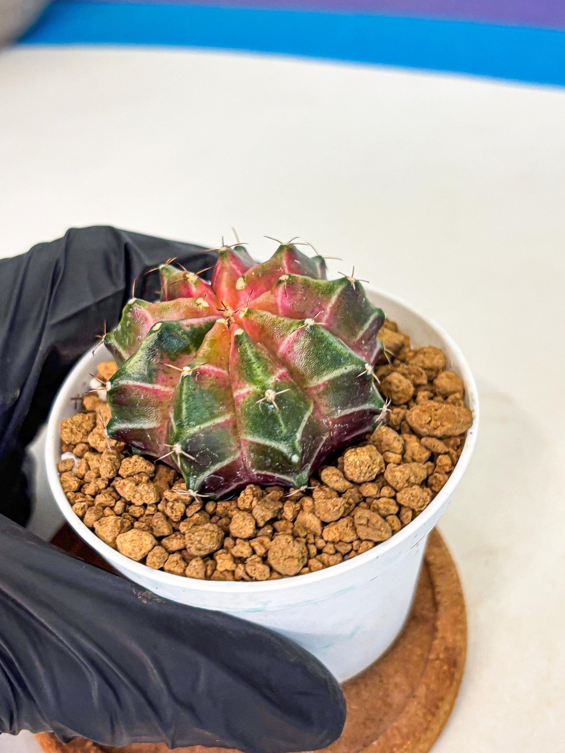 Gymnocalycium Neon (gy13) (p2) | Rare Cactus